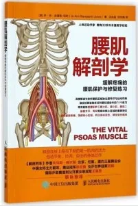 腰肌解剖学 缓解疼痛的腰肌保护与修复练习