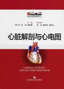 心脏解剖与心电图