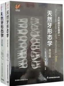 天然牙形态学 基础篇+进阶篇