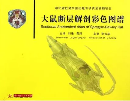 大鼠断层解剖彩色图谱