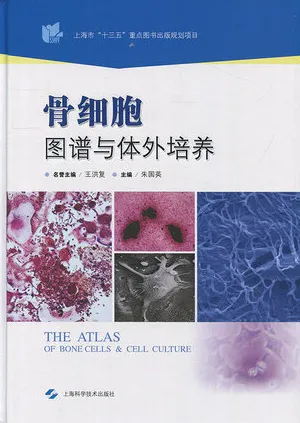 骨细胞图谱与体外培养