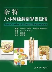 奈特人体神经解剖彩色图谱