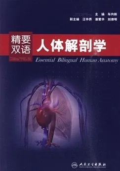 精要双语人体解剖学